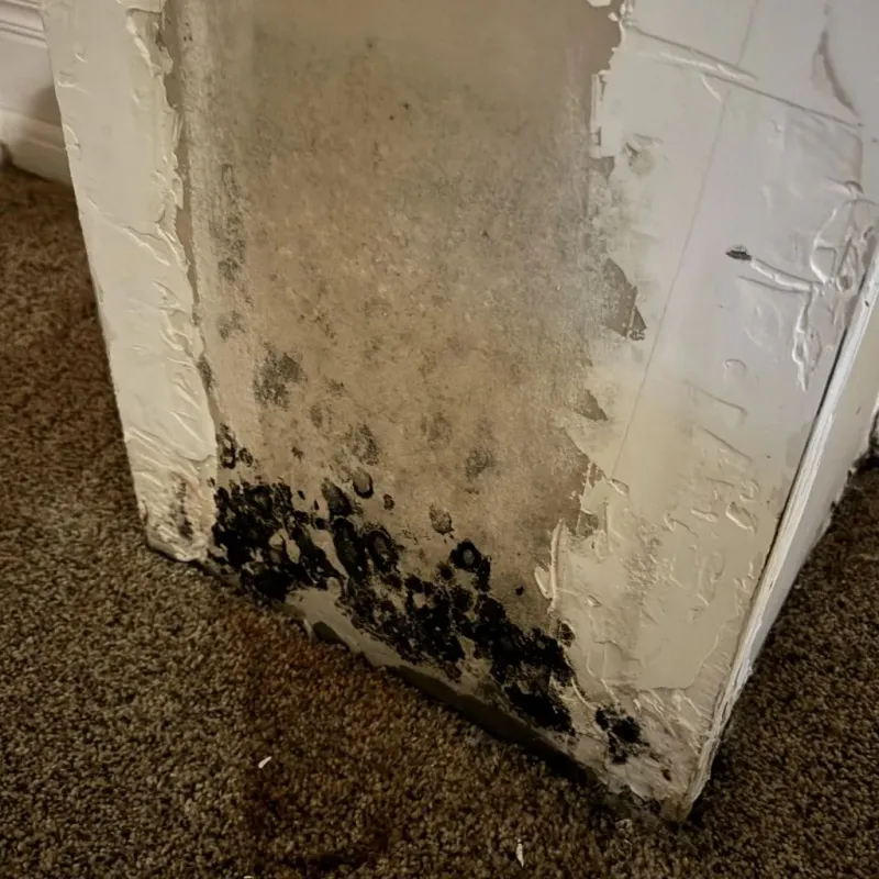 Professional Mold Removal in Vienna, GA